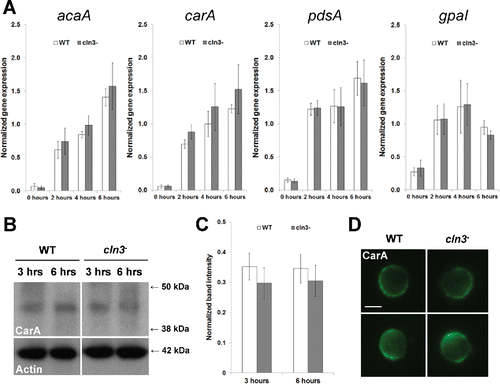 Figure 5. Effect of Cln3-deficiency on the expression of genes linked to cAMP signal transduction and the localization of CarA. (A) qPCR of genes linked to cAMP signal transduction. Data presented as the mean normalized gene expression ± SEM (n=4). (B) Whole cell lysates (5 µg) from cells starved for 3 and 6 hours were separated by SDS-PAGE and analyzed by western blotting with anti-CarA and anti-β-actin (loading control). Molecular weight markers (in kDa) are shown to the right of each blot. (C) CarA protein bands were quantified and plotted. Data presented as the mean normalized band intensity ± SEM (n=4). (D) Effect of Cln3-deficiency on the localization of CarA in WT and cln3− cells after 6 hours of starvation. Cells were incubated with anti-CarA followed by secondary antibodies linked to Alexa Fluor 488 (green). Two representative cells are shown for each strain. Scale bar = 5 µm.