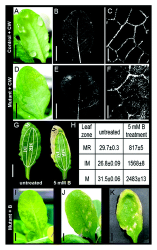 Figure 1. Distribution of Calcofluor White (CW) and boron (B) toxicity in WT vs. mesophyll-flooded mutants. (A) WT leaf showing guttation picked just before dawn and immersed upon excision (petiole deep) in concentrated (1g*l−1) CW, an apoplastic fluorescent marker that stains the cellulose in cell walls. (B) The same leaf with CW fluorescence (380-nm excitation; 475-nm emission) 3 h after staining. (C) A closer look reveals that there was no staining outside the veins. (D) Mutant leaf in which mesophyll flooding symptoms were treated with CW, as mentioned above, revealing (E) CW leakage from the veins to the mesophyll tissue clearly visible as (F) CW staining in the area of the flooded mesophyll. (G) In WT Arabidopsis plants irrigated with 5 mM B for 14 d, necrosis first appeared at the leaf margins and then spread inward toward the middle of the leaf. Extraction of B from the leaf margins (M), the midrib (MR) and the intermediate zone (IM) revealed B concentrations that increased from the midrib to the margins; presented in table (H), values are the mean B concentration ± SE (mg/Kg dry tissue). This outside-in profile suggests the exclusion of B via predawn guttation and suggests tight apoplastic isolation of the bundle sheath. In addition, irrigating plants with 5 mM boron for 5 d caused (I) a mesophyll-flooded mutant to develop (J) necrosis at the leaf center (the flooded area). (K) The same leaf after 12 d of treatment. Pictures were taken of both the abaxial (I) and adaxial (J-K) sides of leaves to better present the differences in the patterns of flooding and necrosis in the different leaves. Bars in A-B, D-E, G, I-K = 0.5 cm; Bars in C, f = 0.5 mm.