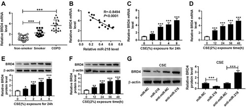 Figure 4 The expression level of BRD4 in COPD tissues and CSE-induced BEAS-2B cells. (A) RT-qPCR assay was performed to determine BRD4 level in COPD tissues and control groups. (B) Pearson’s correlation analysis was performed to analyze correlation relationship between miR-218 and BRD4 in COPD tissues. (C–F) RT-qPCR and Western blot assay were used to assess BRD4 levels in CSE-induced BEAS-2B cells. (G) The protein level of BRD4 was analyzed by Western blot assay in CSE-induced BEAS-2B cells transfected with miR-NC, miR-218, anti-miR-NC, anti-miR-218. Data are shown as mean ± SD from three independent experiments. *P < 0.05, **P < 0.01, ***P < 0.001.