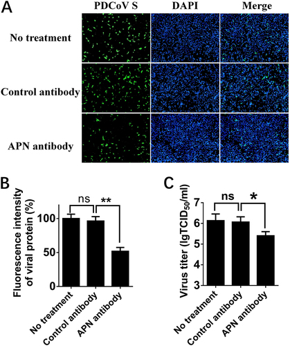 Fig. 3 Effects of APN-specific antibody on PDCoV infection.a IPI-2I cells were treated with anti-APN rabbit polyclonal antibody, anti-Flag rabbit polyclonal antibody or no antibody (control) for 2 h and then infected with PDCoV (MOI = 2). After 24 h, cells were analyzed by IFA. Mouse monoclonal antibody against PDCoV S was used to detect PDCoV-infected cells (green). DAPI was applied to detect nuclei (blue). b The fluorescence intensity in a was quantified with the software ImageJ. Error bars show standard deviations. c IPI-2I cells were treated with antibody and infected with PDCoV as described in a. Cells underwent three freeze/thaw cycles, and LLC-PK1 cells were used to measure viral titer by TCID50 assay. Data are expressed as the mean ± SD for triplicate samples. Statistical significance was determined by Student’s t test; *P < 0.05