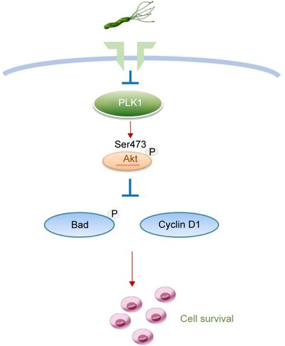 Figure 8 A schematic model of GC development. Helicobacter pylori promotes gastric epithelial cell survival through the PLK1/PI3K/Akt pathway.