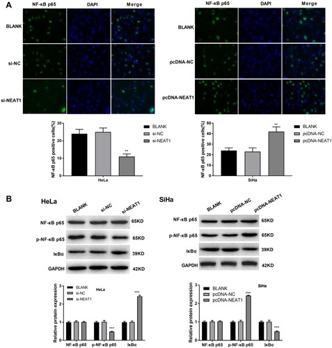 Figure 5 LncRNA-NEAT1 activated NF-κB pathway in HeLa and SiHa cells. (A) The nuclear expression of NF-κB p65 in transfected HeLa and SiHa cells was detected by immunofluorescence. (B) The expression of NF-κB p65, p-NF-κB p65 and IκBα in transfected HeLa and SiHa cells was detected by Western blot. Data were presented as mean ± standard deviation with three replicates. **P < 0.01, ***P < 0.001, vs. BLANK group.