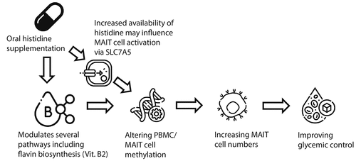 Figure 7. Proposed framework how oral histidine may influence glycemic control. Oral histidine may modulate gut microbiota pathways including vitamin B2 which can bind to MAIT cells, altering MAIT cell methylation. Additionally, abundant systemic availability of histidine may influence MAIT cell activation via SLC7A5 expression, thereby affecting SLC7A5 gene methylation. Altered MAIT cell methylation facilitates proliferation of MAIT cells which is generally associated with metabolic health and could thus thereby improve glycemic control.