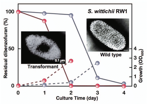 Figure 9 Bioremediation through molecular transplantation of the superchannel. Strain RW1 cells with (transformant, red) and without (wild-type, gray) the strain A1 gene cluster were grown in minimal medium containing dibenzofuran as the sole carbon source. Solid and broken lines indicate residual dibenzofuran and cell growth, respectively.
