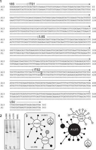 Figs. 1–4. The analysis of ITS rDNA from closely related Symbiodinium. Fig. 1. A single fixed nucleotide change across the entire ITS1-5.8S-ITS2 region differentiates S. microadriaticum (type A1 sensu LaJeunesse, Citation2001) from S. necroappetens (formerly, type A13, or A1.1). Fig. 2. The visual resolution of these entities using DGGE fingerprinting of ITS2 amplifications on cultured isolates. Fig. 3. The genomes of S. microadriaticum strains in culture share a dominant ITS2 sequence diagnostic of the species, but can differ in the content and identity of low abundance and derived sequence variants (viewed as spokes around the numerically dominant centre sequence in unrooted phylogenies). Grey shaded circles correspond to the rare sequence variants found in both CCMP 2464 (rt-061) and CCMP 2467 (rt-370). Fig. 4. The numerically dominant ITS2 sequence in the genome of S. necroappetens differs from S. microadriaticum by a single nucleotide transition. Rare intragenomic sequence variants (white circles) found in isolate CCMP 2469 (rt-080) are derivatives of the ‘A13’ sequence and do not overlap with sequence variants (black circles) found in the combined sequences recovered from CCMP 2464 and CCMP 2467. The number of times a particular sequence variant was cloned and sequenced is indicated by circle size. Additionally, the frequency (%) that the numerically dominant ITS2 variant was recovered is listed in parentheses.