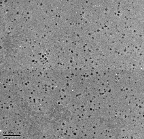 Figure 5 Size and morphology of silver nanoparticle (AgNP) analysis by transmission electron microscopy (TEM).Notes: Several fields were photographed and used to determine the diameter of the NPs. Representative TEM image of AgNPs produced by Ganoderma neo-japonicum mycelial extract. The maximum size of the observed diameter was 5 nm.