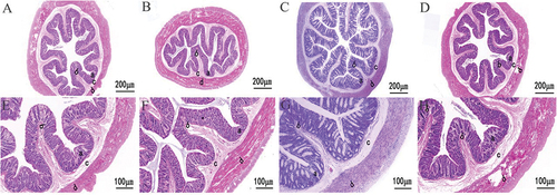 Figure 7. Histological structure of the colon of ground squirrel in different seasons. (A–D) summer, autumn, winter and spring ; (E–H) higher magnification image. Summer, autumn, winter and spring. (a) Mucosa layer; (b) colonic fold structure, (c) submucosa; (d) muscular layer.