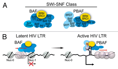 Figure 2. (A) Subunit composition of the two distinct mammalian SWI/SNF complexes, BAF and PBAF. (B) Model for SWI/SNF regulation of HIV LTR transcription. BAF actively counteracts intrinsic histone-DNA sequence preferences within HIV LTR and pulls a preferred nucleosome over DHS1 onto DNA sequences less favorable for nucleosome formation immediately downstream of the TSS, leading to positioning of nuc-1 and transcriptional repression. Upon activation, BAF dissociates from the LTR resulting in de-repression of HIV transcription and expression of Tat. Acetylated Tat selectively recruits the PBAF complex, which actively re-positions nucleosomes formed downstream of TSS enabling efficient transcription elongation.