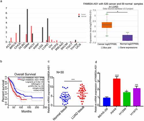 Figure 1. LncRNA FAM83A-AS1 expression increased within LUAD samples, which predicts dismal patient survival.(a) The GEPIA and ENCORI databases demonstrated that the FAM83A-AS1 level was aberrant within several tumor samples, ant the expression within LUAD tissues increased compared with healthy tissue samples. (b) LUAD cases showing higher FAM83A-AS1 levels had dismal OS, according to the GEPIA website. (c) RT-qPCR was used for detecting the FAM83A-AS1 expression levels in the cancerous and adjacent tissues of LUAD in 30 patients. (d) As suggested by qRT-PCR analysis, FAM83A-AS1 mRNA levels were consistently higher in the LUAD cell lines (A549, H1975, and H1299) than in healthy BEAS-2B cells. *P < 0.05, **P < 0.01, ***P < 0.001.