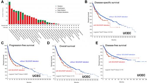 Figure 4 Mutation feature of SELENOP in different tumor types of TCGA. (A) The genetic alteration type and frequency of SELENOP in various tumors (based on the cBioPortal tool). (B) The potential correlation between mutation status and disease-specific survival of UCEC. (C) and progression-free survival of UCEC. (D) and overall survival of UCEC. (E) disease-free survival of UCEC.