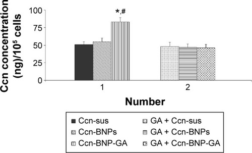 Figure 8 Effect of free GA on the ability of Ccn-BNP-GA to bind to HepG2 cells over 24 hours.Notes: *P<0.05 compared with Ccn-sus, #P<0.05 compared with free GA + Ccn-BNP-GA. The results are expressed as the mean ± standard deviation (n=3).Abbreviations: Ccn-sus, curcumin suspension; Ccn-BNPs, curcumin-loaded albumin nanoparticles; Ccn-BNP-GA, curcumin-loaded albumin nanoparticles surface-functionalized with GA; GA, glycyrrhetinic acid.