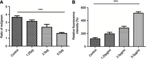 Figure 11 JC-1 (A) and ROS (B). (A) The ratio of the red fluorescent intensity to the green fluorescent intensity gradually decreased with the increasing concentration of cuprous oxide nanoparticles (CONPs); (B) intracellular ROS levels in HSFs significantly increased in a concentration-dependent manner after treated with CONPs. The results were statistically significant (***p<0.001), and the assays were performed three biological times.