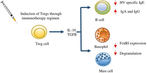 Figure 1 Mechanisms of immunotherapy. The switch from allergen-specific Th2 cells to Tregs is a key event during venom immunotherapy. Tregs secrete IL-10 and TGFβ; these mediators suppress the degranulation of mast cells and basophils and reduce FcεRI expression and function. IL-10 and TGFβ also inhibit IgE production by B cells and drive the switch to the non-inflammatory isotypes IgA and IgG.