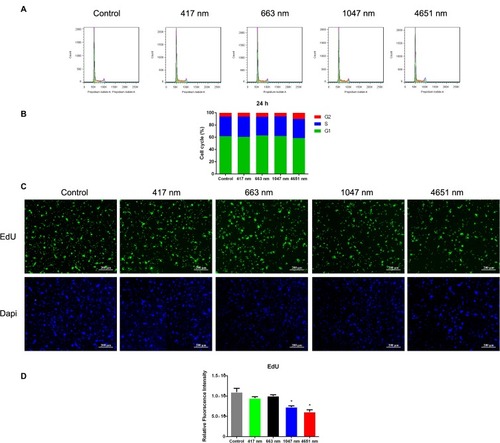 Figure 3 Effects of graphene oxide nanoparticles on the cell cycle and cell proliferation. (A) Effects of exposure to 417 nm, 663 nm, 1047 nm and 4651 nm GO NPs (20 μg/mL) for 24 h on the cell cycle of mNSCs. (B) Percentage distribution of cells in different cell cycle stages. (C) Fluorescence of EdU (green) revealed the proliferation rate of mNSCs treated with 417 nm, 663 nm, 1047 nm and 4651nm GO NPs (20 μg/mL) after 24 h incubation. Nuclei were stained with DAPI (blue). Scale bars: 200 μm. (D) Quantification of fluorescence intensity. Data show the means ± standard error of the mean of three independent experiments. *p < 0.05 compared with the control group.