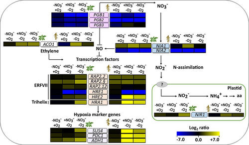 Figure 3. Effects of nitrate starvation and hypoxia on the transcript levels of marker genes. The color scale represents the log2 fold changes in transcript levels relative to the control condition (+NO3−/+O2), with the changes in leaves depicted on the left and the changes in roots depicted on the right of the gene names (blue, downregulated; yellow, upregulated). NO3−/O2, treatments are described in Figure 1. The data represent the means of three biological replicates. The heatmap was generated using the multiple experiment viewer (MeV) software (https://webmev.tm4.org). Please note that the arrows may not fully explain the observed expression patterns but rather illustrate the known links between the different genetic and metabolic components. Supplementary figure S1 shows the same data with additional statistical details. SUS4, SUCROSE SYNTHASE 4; PDC1, PYRUVATE DECARBOXYLASE 1; ADH1, ALCOHOL DEHYDROGENASE 1; ACO1, 1-AMINOCYCLOPROPANE-1-CARBOXYLATE OXIDASE; RAP2.2, RELATED to AP2 2; RAP2.3, RELATED to AP2 3; RAP2.12, RELATED to AP2 12; HRA1, HYPOXIA RESPONSE ATTENUATER 1; HRE1, HYPOXIA RESPONSIVE ERF (ETHYLENE RESPONSE FACTOR) 1; HRE2, HYPOXIA RESPONSIVE ERF (ETHYLENE RESPONSE FACTOR) 2; NIA1, NITRATE REDUCTASE 1; NIA2, NITRATE REDUCTASE 2; NIR1, NITRITE REDUCTASE 1.