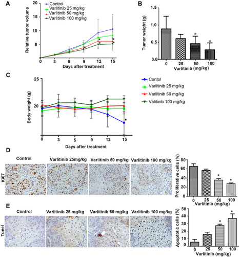 Figure 7 Anti-tumor activity of varlitinib on CCA inoculated mice.