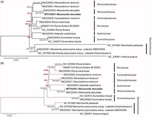 Figure 1. Neighbor-joining (bootstrap repeat is 10,000), maximum likelihood (bootstrap repeat is 1000), and Bayesian Inference (Number of generations is 1,100,000) phylogenetic trees of (A) concatenation of alignment of conserved 37 genes (B) 15 complete mitochondrial genomes: Wiesnerella denudata (MT745951 in this study and MK230933; Dong et al. Citation2019), Monosolenium tenerum (MK230931 and MK230932; Dong et al. Citation2019), Conocephalum conicum (MK230928; Dong et al. Citation2019), Riccia cavernosa (MK230934; Dong et al. Citation2019), Riccia fluitans (NC_043906 and MN927134; Min et al. Citation2020), Asterella wallichiana (MK230935; Dong et al. Citation2019), Dumortiera hirsuta (NC_042873 and MK230929; Dong et al. Citation2019; Kwon et al. Citation2019a), Marchantia polymorpha subsp. ruderalis (NC_037508 and MK202951; Bowman et al. Citation2017; Kwon et al. Citation2019b), Marchantia paleacea (NC_001660; Oda et al. Citation1992), and Aneura pinguis (NC_026901; Myszczyński et al. Citation2017) as an outgroup. Gray bars with labels indicate specific classes. The numbers above branches indicate bootstrap support values of maximum likelihood, neighbor-joining, and Bayesian Inference phylogenetic trees, respectively. Phylogenetic trees were drawn based on maximum likelihood tree. Red-colored supportive values indicate incongruent among three trees.