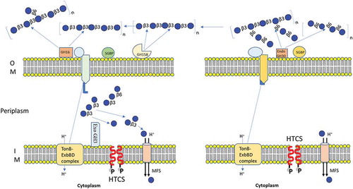 Figure 7. Schematic model of the laminarin and pustulan utilization pathways. Prediction of cellular location of proteins were based on TMHMM Server, v. 2.0 and SignalP, v. 4.1.Citation42 (a) Initial degradation of laminarin takes place by two outer membrane anchored proteins (BuGH158 and BuGH16), which transform polysaccharides into β-1, 3-OSs before importing them into the periplasmic space. The SGBP is involved in capturing of β-1, 3-OSs, which were generated after cleaved by BuGH158 or BuGH16 from curdlan, laminarin, lentinan or lichenin. SGBP provides access of these oligosaccharides to SusCD complex, which eventually imports β-1, 3-OSs into periplasmic space. A BuGH3 is present in the periplasm that converts β-1, 3-OSs in to monomers before sending them to the cytoplasm via the Major Facilitator Superfamily (MFS) transporter. (b) Initial degradation of pustulan takes place by BuGH30_3 that cleaves β-1, 6- linked polysaccharides (pustulan and lentinan) into β-1, 6-OSs with the help of SGBP (65% homologous to Bacteroides thetaiotaomicron VPI-5482) and then imports them into the periplasmic space via the SusCD complex. Latter locus lacks exo-acting enzyme, therefore, we hypothesized that it may utilize via an enzyme (BuGH3) expressed in laminarin- PUL.