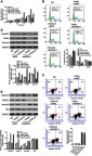 Figure 6 HDAC1 mediated the effects of HOXA10 on proliferation, cell cycle progression, apoptosis and p53 acetylation.Notes: MHCC-97H cells were treated with Vector + shNC, HOXA10+ shNC, Vector + shHDAC1 and HOXA10+ shHDAC1. (A) CCK-8 assays were conducted at 0, 24, 48 and 72 h after transfection. (B) Flow cytometry analysis of cell cycle and (C) apoptosis at 48 h after transfection. (D) Western blot showed the expression of cell cycle-related (Cyclin D1 and PCNA) and apoptosis-related (Survivin) proteins at 48 h after transfection. (E) Western blot showed the expression of HOXA10, HDAC1, Ace-p53 and total p53 at 48 h after transfection. *P<0.05, **P<0.01 and ***P<0.001 compared to Vector+shNC. ##P<0.01 and ###P<0.001 compared to HOXA10+shNC.Abbreviations: HDAC1, histone deacetylase 1; HOXA10, homeobox A10; shNC, negative control shRNA; PCNA, proliferating cell nuclear antigen; Ace-p53, acetylated p53.