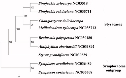Figure 1. The best ML phylogeny recovered from the combined sequences of the 84 coding genes by RAxML. Accession numbers: Sinojackia xylocarpa NC_035418.1, Sinojackia rehderiana NC_035711.1, Changiostyrax dolichocarpa (this study), MH665364, Melliodendron xylocarpum NC_035712.1, Bruinsmia polysperma NC_030180.1, Alniphyllum eberhardtii NC_031892.1, Styrax grandiflorus NC_030539.1, Symplocos ovatilobata NC_036489.1, Symplocos costaricana NC_035708.1.