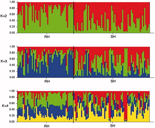 Figure 2. Proportion of membership for rough-haired Segugio Italiano and short-haired Segugio Italiano. RH: rough-haired Segugio Italiano; SH: short-haired Segugio Italiano.