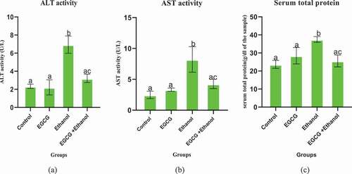 Figure 2. Effect of EGCG on selected serum markers of ethanol induced liver damage in mice. (a): ALT, (b) AST, and (c) Total serum protein. Results were analyzed using one way ANOVA and expressed as mean ± SD. In the first level of comparison, Turkey’s multiple comparisons test compare the mean of control group with the mean of every other group at confidence level of 95%. All bars with letter a were not statistically different against the control (p > 0.05). In the second level of comparison using the same test at the same confidence level, the mean of Ethanol group was compared with the mean of EGCG + Ethanol group. Bar with letter ac is statistically different against ethanol group (p < 0.05).