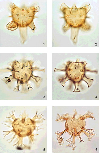 Plate 7. Six of the 35-mm transparency slides included in the ringbound file of course materials that Bill Evitt provided to participants of the two-week Teaching Conferences on Fossil Dinoflagellates (section 10). These slides accompanied the practical exercises and the specimens for study. These four specimens are all skolochorate forms with apical archaeopyles. All of the images are reproduced with the approval of the Evitt family.Figures 1, 2. Hystrichokolpoma sp. cf. H. cinctum; ventral view, high and low focus respectively; Calvert Formation, Miocene, Maryland. Note these photographs have been image-reversed or inverted. This was illustrated as Hystrichokolpoma sp. in the course manual as slides 16 and 17. Note the funnel-shaped intratabular processes which narrow distally. Proximally, these distinctive processes approximate to the area of their respective plate and are open distally. The antapical (1'''') process is by far the longest. By contrast, the cingular and sulcal processes are the most slender. A standard, presumably sexiform, gonyaulacacean tabulation is clearly indicated by the processes, and the ventral organisation is L-type. It is not considered to be Hystrichokolpoma cinctum sensu stricto due to the relatively entire distal margins of the processes. In the type material, these are significantly scalloped (Williams & Downie Citation1966, fig. 46; Damassa Citation1979a, fig. 5). This morphotype is also similar to Hystrichokolpoma rigaudiae; however, Hystrichokolpoma sp. cf. H. cinctum is significantly larger and the processes are larger and taper distally. The processes in Hystrichokolpoma rigaudiae are expanded and slightly furcate distally (Deflandre & Cookson Citation1955, fig. 42). The cyst body is 50 μm in length, and is 60 μm wide; the overall dimensions of this specimen (including processes) are 110 μm long by 80 μm wide.Figures 3, 4. Hystrichosphaeridium tubiferum; ventral view, high and low focus respectively; Fox Hills Formation, Maastrichtian, Montana. These were slides 10 and 11. This is a classic chorate gonyaulacacean dinoflagellate cyst with plate-centred processes, and it was among the species which first convinced Bill Evitt that most of the Mesozoic and Cenozoic hystrichospheres were dinoflagellate cysts (sections 5, 6, 9; Figure 11). Specifically, it is clear that the processes have a one-to-one relationship to the thecal plates. Furthermore, in some cases, the polygonal outlines of the process tips indicate the shape of the respective thecal plate. For example, see the distinctly quadrangular middorsal postcingular plate (4''') in figure 4, which mimics the overall outline of this plate in the parent theca. Other obvious examples of this are the elongate outlines of the distal tips of the cingular processes in figure 4. Like in Hystrichokolpoma sp. cf. H. cinctum above, the intratabular processes reflect a standard, gonyaulacacean tabulation pattern and exhibit L-type ventral organisation. The sulcal processes, the L-type ventral configuration and the intersection of the sulcus and cingulum are clearly evident in figure 3. The apical archaeopyle has operated, and the precingular, cingular, postcingular and antapical plates are shown beautifully in figure 4. Note also the relatively smooth cyst wall and the prominent hollow, trumpet-shaped processes which are open distally but do not communicate with the cyst body proximally. This is because the processes in the centre of each plate are formed of periphragm, which only separates from the endophragm at the base. In the areas between the processes, both cyst layers are closely appressed. The cyst body is 44 μm in length, and is 40 μm wide; the overall dimensions of this specimen (including the processes) are 64 μm long by 88 μm wide.Figure 5. Perisseiasphaeridium pannosum; oblique ventral view, low focus; Lower Cretaceous (Barremian), The Netherlands. This was slide 18, and Bill termed it Perisseiasphaeridium sp. This genus is low in diversity and ranges from the Late Jurassic to the Early Cretaceous (Fensome & Williams Citation2004, p. 515–516). It is especially characteristic of the latest Jurassic–earliest Cretaceous interval (Davey Citation1982; Nøhr-Hansen Citation1986; Stevens & Helby Citation1987; Riding & Thomas Citation1988). The holotype is Eocene, but this material was reworked from the Late Jurassic (Kimmmeridgian) (Fensome Citation1979; Riding Citation1987). Perisseiasphaeridium is a chorate genus with prominent plate-centred processes in the large plate areas such as the precingulars and postcingulars which are distally expanded, hollow, multifurcate and open. By contrast, the cingulum and sulcus bear slender, solid processes. Note the apical archaeopyle, the smooth autophragm and the complex distal branching exhibited by the large processes. This focal level is on the dorsal side and the 2'', 3'', 4'', 3c, 4c, 3''', 4''', 5''' and 1'''' processes can all be clearly discerned. The cyst body is 70 μm long, and 80 μm in width; the overall dimensions of the specimen (including the processes) are 125 μm long by 140 μm wide.Figure 6. Oligosphaeridium sp. cf. O. pulcherrimum; ventral view, high focus; Mowry Shale, Lower Cretaceous (Albian), South Dakota. This was slide 14, and Bill termed it Oligosphaeridium sp. Oligosphaeridium is a very diverse chorate dinoflagellate cyst genus which is most characteristic of the Cretaceous, but ranges from the Late Jurassic to the Palaeocene (Wilson & Clowes Citation1980, p. 74; Fensome & Williams Citation2004, p. 470–475). It was most abundant during the Early Cretaceous, where the most common representative was the type, Oligosphaeridium complex (see Morgan Citation1980; Heilmann-Clausen Citation1987). The prominent process-free equatorial area is the most diagnostic feature of Oligosphaeridium. Indeed, the genus is identical to Perisseiasphaeridium except for the complete lack of cingular and sulcal processes. Note the apical archaeopyle, the smooth cyst wall and the intricate branching at the distal part of the plate-centred processes. Branching occurs in the distal 35 to 25% of the processes. The extreme distal parts of the branches tend to be connected by thin, smooth trabeculae. The processes are distally flared, hollow and open distally. The anterior sulcal (as) plate is clearly seen at the top of the sulcus; this is termed the sulcal tab. The separation of periphragm (the processes) from the underlying endophragm can be seen at the proximal part of the processes. The latter phenomenon is best observed on the large antapical (1'''') process. The intricate branching in the distal part of the processes suggests a strong affinity with Oligosphaeridium pulcherrimum. This species is similar in size to the South Dakotan material, and both are Albian in age. The distal branching is significantly greater than in Oligosphaeridium complex. However, the type material of Oligosphaeridium pulcherrimum lacks the trabeculae which connect the distal process branches of the form illustrated here (Deflandre & Cookson Citation1955, figs 21, 22). The cyst body is 63 μm long, and 60 μm in width; the overall diameter, i.e. including the processes, is 125 μm.