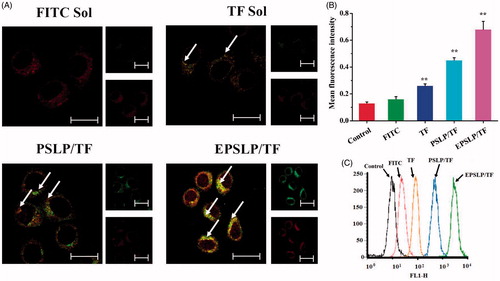 Figure 2. Mitochondrial targeting of liposomal formulations. (A) Mitochondrial co-localization of FITC (or TF) loaded liposomes in MCF-7 cell lines by confocal laser scanning microscopy. MCF-7 cells were incubated with different formulations (green pixel dots) and then stained the mitochondria with MitoTracker Red (red pixel dots). Yellow pixel dots in the merged pictures denote the colocalization of the probe within mitochondria compartments. (B and C) The accumulation of fluorescence probes into mitochondria against MCF-7 cells measured by flow cytometry. Data were presented as mean ± SD (n = 3), *p < .05, **p < .01. Scale bars represent 25 μm.