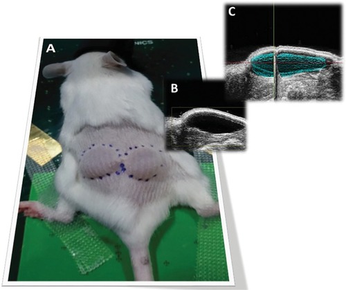 Figure 1 (A) Subcutaneous injection of test items. On the dorsal region of the mouse are visible the two mounds generated by injection of test items. (B) Bi-dimensional image. Sonographic image of the subcutaneous injection of dermal filler in the dorsal area. The filler appears as anechogenic area. (C) Three-dimensional image of a dermal filler. The figure shows a 2D ultrasound image and the 3D reconstruction of the volume occupied by the filler.