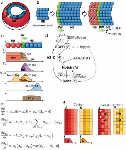 Figure 3. Mathematical modelling of the proneural wave progression. (a) Schematic representation of the optic lobe. Neuroepithelial cells (NE), neuroblasts (NB), and the proneural wave (PW) are shown. (b) Development of the optic lobe. The proneural wave progresses in the medial to the lateral direction. EGFR and Notch signalling positively and negatively regulate the wave progression, respectively. (c) Activation of AS-C, EGFR signalling, Notch signalling, JAK/STAT signalling, and Hippo signalling during the proneural wave progression. (d) Genetic interaction among AS-C, EGFR signalling, and Notch signalling, JAK/STAT signalling, and Hippo signalling. (e) The mathematical model of the proneural wave including the interaction among AS-C, EGFR signalling, and Notch signalling (modified from Sato et al., 2016) [Citation111]. (f) Schematics of the simulation results of control (left) and partial EGFR knockdown (right). Activation of A and N is shown. White and black arrowheads represent cells with high A and high N levels, respectively