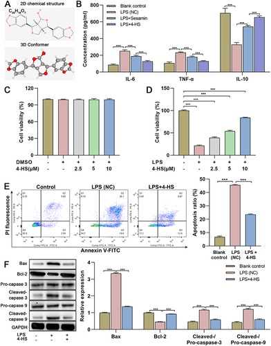 Figure 1 4-HS attenuates the neuronal apoptosis and inflammation in LPS-treated hippocampal neuronal cells. (A) The 2D chemical structure and 3D conformer of 4-HS retrieved from the PubChem (CID: 5318999); (B) Compare the anti-inflammatory activity of 4-HS and sesamin by ELISA in OGD/LPS-treated cells; (C) Effects of 4-HS alone on cell viability of HT22 cells tested by CCK-8 assay; (D) Effects of 4-HS on cell viability of OGD/LPS-treated cells tested by CCK-8 assay; (E) Effects of 4-HS on neuronal apoptosis of OGD/LPS-treated cells examined by flow cytometry assay; (F) Western blotting for the apoptosis-related proteins and quantitative data of relative expression were shown; Data are expressed as mean ± SEM of three independent repeats. *** p<0.0001.