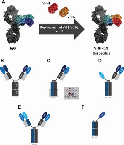Figure 1. Schematic representation of the overall strategy for the generation of VHH-based IgG-like multispecific antibodies. (a) Model depicting the approach to replace domains VH and VL of a conventional IgG by two independently functioning VHHs for the generation of a bispecific entity. The model is based on pdb:5dk3Citation21 and was generated using PyMOL v0.99. (b) Bivalent bispecific VHH-based IgG-like antibody employing an IgG backbone. (c) Utilization of the strand-exchanged engineered domains (SEED) technology enables the generation of monovalent bispecific moieties. (d) Monovalent trispecific VHH-based SEEDbodies can be generated by grafting a third VHH onto the hinge region of the SEED GA chain. (e) Trispecific VHH-based SEEDbody comprising bivalency of the light chain-engrafted VHH. (f) Schematic depiction of a one-armed VHH-derived control molecule.