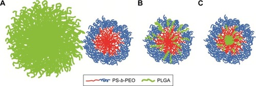 Figure 5 Proposed PolyDot structures: (A) independent populations of PLGA NPs and PS-b-PEO micelles, (B) PS-b-PEO micelles with PLGA intercalation between block copolymer chains, and (C) PS-b-PEO micelles with PLGA entrapped in the PS core.Abbreviations: PLGA, poly(lactic-co-glycolic acid); NPs, nanoparticles; PS-b-PEO, poly(styrene-b-ethylene oxide); PS, polystyrene.