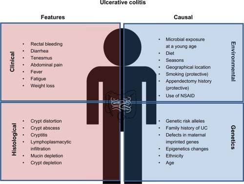 Figure 1 Clinical and histological features of ulcerative colitis (UC) and causal factors influencing UC risk. Common diagnostic criteria of UC include both clinical and histological features. The main causes of UC are individual genetic background as well as environmental factors, which may alter/synergize with the genetic/epigenetic makeup.