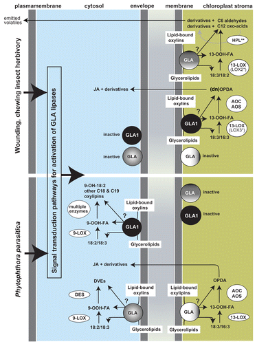 Figure 1. GLA-mediated biosynthesis of free oxylipins in leaves after wounding, chewing insect hervibory and P. parasitica infection. After tissue damage by abiotic factors or herbivory, and after tissue infection by pathogens (e.g., P. parasitica), cellular signal transduction pathways trigger the biochemical activation of pathway-specific GLA lipases, residing (otherwise inactive) in the membrane environments of the chloroplast (see text for more details). Some plant species have the capacity to accumulate substantial amounts of oxylipins esterified to membrane or non-membrane glycerolipids, and the model includes the putative pathways (labeled with a question mark) in which GLA lipases may participate in the release of esterified oxylipins from membrane glycerolipids. 13-LOX derived oxylipins can be metabolized inside or outside chloroplasts (e.g., OPDA, C6 aldehydes, C12 oxo-acids) and exported from this organelle or released outside cells (e.g., C6 volatiles, methyl-JA). *In N. attenuata, LOX2 supplies substrates specifically to the HPL pathway while LOX3 to the AOS pathway after mechanical damage or chewing insect herbivory. **In N. attenuata, 9-hxdroxy-C12 is mainly formed via HPL recycling activity.Citation19 Glycerolipase A (GLA), Lipoxygenase (LOX); Allene Oxide Synthase (AOS), Allene Oxide Cyclase (AOC), Hydroperoxide Lyase (HPL), Divinyl Ether Synthase (DES); JA: jasmonic acid, DVE: divinyl-ether; OPDA: 12-oxophytodienoic acid; 18:2: linoleic acid; 18:3: α-linolenic acid; OOH-FA: hydroperoxy fatty acid.