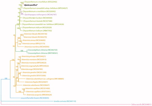 Figure 1. Phylogenetic tree of Ajania pacifica and related taxa using the complete chloroplast genome sequences.