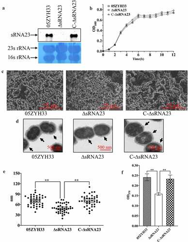 Figure 5. Deletion of sRNA23 has profound effects on cell morphology and biofilm formation. (a) Northern blot analysis for detection of sRNA 23 in 05ZYH33, sRNA 23 deletion strain (ΔsRNA23), and complementation strain (C-∆sRNA23). (b) The OD600 of 05ZYH33, ΔsRNA23, and C-∆sRNA23 cultured in THB + 5% FBS were detected at different time (n = 3). (c) Cell morphology was examined by scanning electron microscope (scale bar, 10 μm). (d) Transmission electron microscope was performed to compare the CPS thickness of 05ZYH33, ΔsRNA23, and C-∆sRNA23. The scale bar indicates 500 nm. (e) The capsular thickness of each strain was quantified using Image J 1.50 software. Data are shown as means ± SD (**P< 0.01). (f) Reduction of biofilm formation by sRNA23 inactivation in 05ZYH33. The spectrophotometer UV-5500 (Shanghai Metash Instruments) was applied to measure optical density at 570 nm (OD570) here. The data are presented as means ± SD (**P< 0.01)