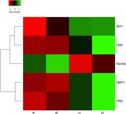 Figure 7. Heatmap of the expression profiles of DMT1, FRO2, ferritin, FER and IRT1 genes in roots of soybeans plants grown at Fe-sufficient and aCO2 (A), Fe-sufficient and eCO2 (B), Fe-deficient and aCO2 (C), Fe-deficient and eCO2 (D) from three independent replicates.