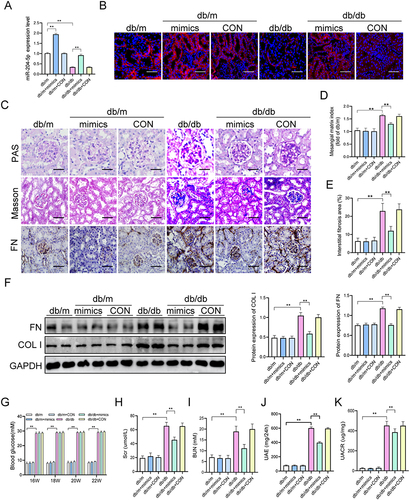 Figure 1 MiR-204-5p overexpression alleviates kidney injury in db/db mice. (A) qRT-PCR was performed to detect miR-204-5p expression in the kidneys. (B) MiR-204-5p expression detected by FISH. (C) PAS staining (scale bar = 25μm), Masson’s staining, and immunohistochemical staining of fibronectin were performed to investigate histopathological analysis of the kidneys (scale bar = 50μm). (D and E) Mesangial area of glomeruli and glomerular volume were measured. (F) Western blot analysis of fibronectin (FN) and collagen I (COL). (I) level in different groups. (G) Blood glucose, (H) Serum creatinine (Scr), (I) Blood urea nitrogen (BUN), (J) urine albumin excretion (UAE), and (K) Albumin-to-creatinine ratio (UACR) were measured. **p < 0.01, ns: no significance.