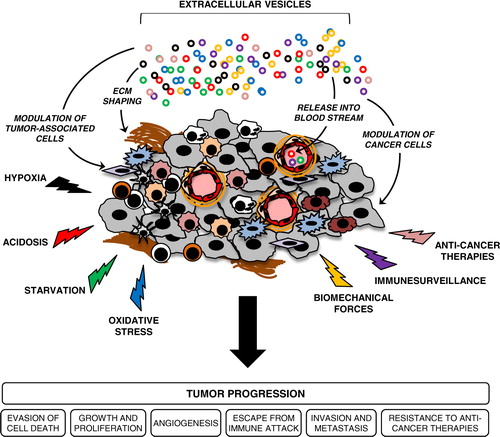 Fig. 2 Extracellular vesicles (EVs) are potential conveyors of stress-mediated tumour progression.EVs are shed from various cellular components of the tumour milieu to mediate exchange of signalling proteins and genetic material, which altogether may support tumour growth and progression. Diverse tumour microenvironmental stress conditions augment tumour-promoting activities of EVs by modulating their secretion and trafficking in the extracellular space, as well as altering their molecular content and functional activity. Upon release, EVs may also enter the circulation and mediate long-range exchange of EV-associated cargo that may support the process of pre-metastatic niche formation. In addition, circulating EVs carrying multifaceted, molecular stress signatures may offer unique, non-invasive biomarkers that can be used in the management of cancer patients.