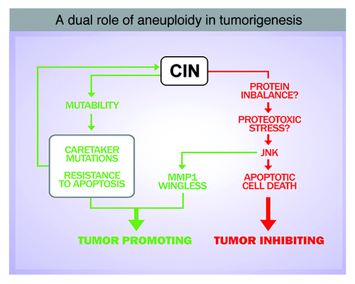 Figure 3. Aneuploidy-induced stress may contribute to tumorigenesis. Several scenarios can account for a role of CIN in driving tumorigenesis: CIN can be a source of mutability, which might facilitate the acquisition of genetic alterations that drive malignant growth. Alternatively, aneuploidy can be a source of stress and aneuploidy-induced stress might contribute to tumor initiation and/or progression.