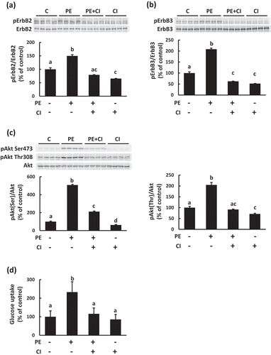 Figure 5. Effects of PEITC on the activation of the ErbB pathway in C2C12 cells.After pretreatment with an ErbB inhibitor (CI−1033, 2.5 µM, CI) for 30 min, the cells were treated with 20 µM PEITC for 180 min in serum-free DMEM containing 0.1% BSA. Phosphorylation levels of ErbB2 (a), ErbB3 (b), and Akt (c) were detected using Western blotting with specific antibodies. To assess the effects of ErbB inhibitor on glucose uptake induced by PEITC, the cells were treated with 20 µM PEITC for 6 h in the absence or presence of the ErbB receptor inhibitor, and then glucose uptake was determined as described in Materials and methods (d). Values are shown as mean ± SE (n= 4 for Western blotting, n= 4−6 for glucose uptake assays). Significant differences between values are indicated with different superscript characters (p < 0.05).