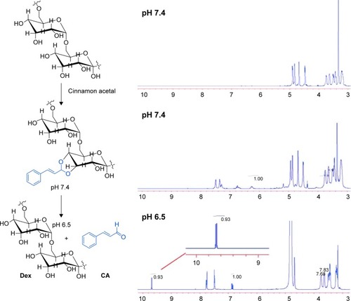 Figure 1 1H-NMR of dextran-cinnamaldehyde acetal conjugates.Note: 1H-NMR spectrum of dextran-cinnamaldehyde acetal conjugates at normal pH (7.4) and at acidic pH (6.5) in DMSO-d6, aldehyde protons were observed at 9.5 ppm.Abbreviations: CA, cinnamaldehyde; Dex, dextran; 1H-NMR, proton nuclear magnetic resonance.