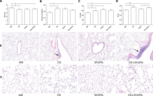 Figure 1 Lung function and Lung histomorphological. (A) Forced expiratory volume (FEV) and (B) expiratory resistance (Re) of each group. (C) Mean linear intercept (Lm) (Scale bar=100 µm) and (D) destructive index (DI) (Scale bar=50 µm) of each group. (E–F) Hematoxylin and eosin staining of rat lung tissue in each group. Arrows indicate inflammatory cell infiltration. Data presented as mean ± SD (n=6 per group). * P <0.05; ** P <0.01; *** P <0.001.