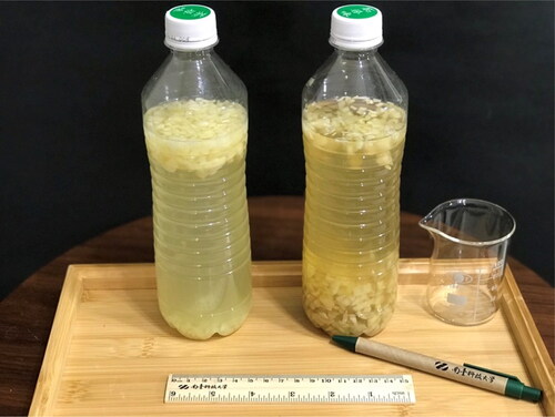 Figure 11. Garlic fermentation (left: unenriched garlic, right: enriched garlic).