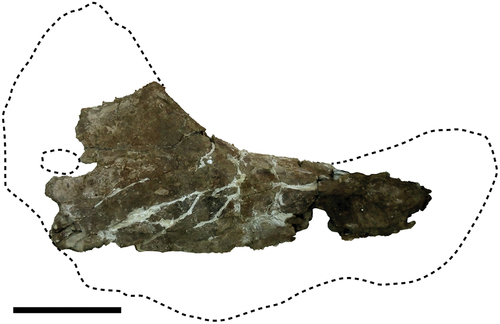 Figure 10. Titanomachya gimenezi, holotype. MPEF Pv 11547/13, indeterminated pube fragment in external view. Scale bar = 20 cm.