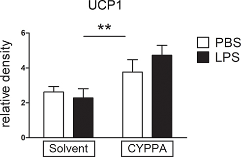 Figure 9 Comparison of brown adipose tissue (BAT)–explant cultures in experimental and control groups. Mouse BAT was stimulated with LPS or PBS and cotreated with solvent or CyPPA (25 µM) for 2 hours and mRNA expression of UCP1 was assessed. Results out of four independent experiments, with every well consisting of one mouse (biological replicate). One well was discarded due to bacterial contamination, one after outlier testing. PBS eight and LPS seven wells. **P<0.005 for solvent vs CyPPA.