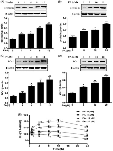 Figure 4. Effects of FA on occludin and ZO-1 protein expression and intestinal TJ permeability in IEC-6 cells. (A and C) The cells were treated with FA (20 μM) for the indicated time periods (0, 1, 4, 8 and 12 h). (B and D) The cells were treated with the indicated concentrations (0, 5, 10 and 20 μM) of FA for 4 h. (A and B) The cell lysates were subjected to Western blot analysis with an anti-occludin antibody. β-Actin was used as a loading control. (C and D) The cell lysates were subjected to Western blot analysis with an anti-ZO-1 antibody. β-actin was used as a loading control. Data are presented as the means ± SEM of three independent experiments. *p < .05, **p < .01 calculated versus control by using one-way ANOVA and Tukey’s test. (E) The cells on Transwell insert membranes were pretreated with FA (0, 5, 10 or 20 μM) at the indicated time points. The TER values were monitored across the cell monolayers. Data are presented as the means ± SEM of three independent experiments. Statistical analysis was performed by using two-way ANOVA and Bonferroni’s post-test. Means not sharing the same letter are significantly different from each other (p < .05).