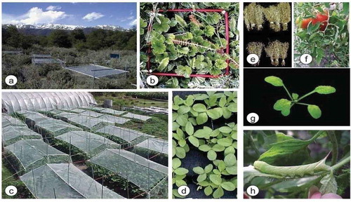 Figure 1. Mechanisms of UV-B study on different agro ecosystems: effects of UV-B radiation on (a) natural ecosystems, (b) native plants, such as Gunnera magellanica and Blechnum penna- marina, (c) field crops, such as (d) soybean, (e) barley, (f) tomato, (g) the model plant Arabidopsis thaliana.