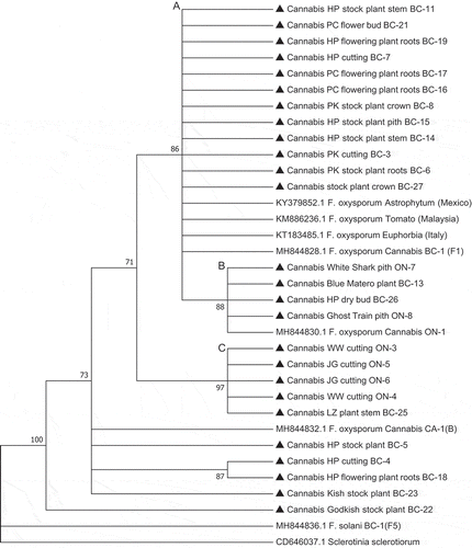Fig. 9 Phylogenetic analysis of Fusarium oxysporum isolates originating from cannabis plants (see Table 1) using EF-1α sequences compared to isolates from other hosts (GenBank numbers are shown). Isolates were obtained from a range of tissue sources and from different licenced facilities in BC and ON. The evolutionary history was inferred using the Neighbour-Joining method. The optimal tree with the sum of branch length = 0.35416035 is shown. The percentage of replicate trees in which the associated taxa clustered together in the bootstrap test (1,000 replicates) are shown next to the branches. Branches corresponding to partitions reproduced in less than 70% bootstrap replicates were collapsed. The evolutionary distances were computed using the p-distance method and are in the units of the number of base differences per site. The analysis involved 33 nucleotide sequences. All positions containing gaps and missing data were eliminated. There were a total of 412 positions in the final dataset. Evolutionary analyses were conducted in MEGA7 (Kumar et al. Citation2016). The distinguishable clades are represented by letters from A to C